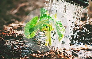 Caring for a new life. Watering young plants. The child`s hands.