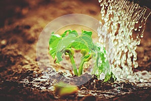 Caring for a new life. Watering young plants. The child`s hands.