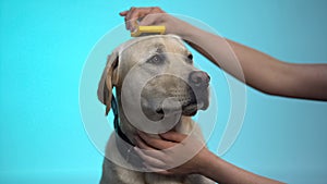 Caring owner combing labrador dog fur, grooming equipment cleaning slicker brush