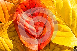 Caring for the planet concept of love heart in a leaf