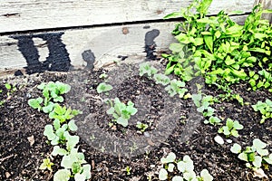 Caring for plants. Earth and small plants. A wooden wall in the background.