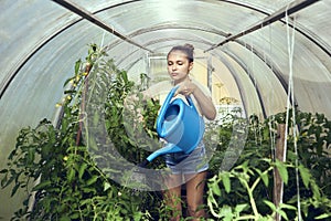 Caring for tomatoes in greenhouse, young European woman in shorts uses garden watering can to water seedlings.