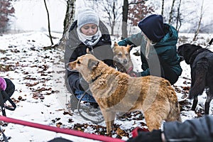 caring volunteers having fun with dogs in winter and cold weather, dogs and humans friendship