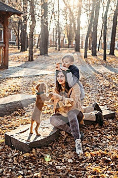 Caring for your pet in autumn, Cute English cocker spaniel puppy walking with family in autumn park.