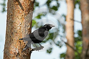 Carion crow on a coniferous tree