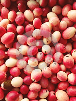 Carissa carandas fruit