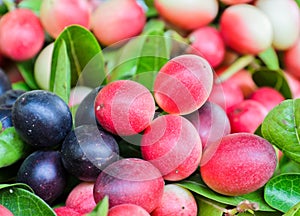 Carissa carandas fruit