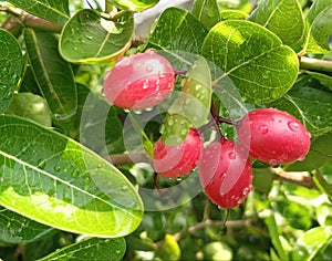 Carissa carandas in the garden