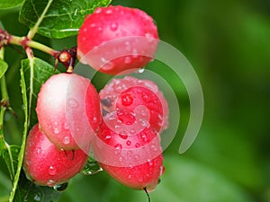 Carissa carandas or karonda are white and red with green leaves. A small fruit in the summer of Thailand