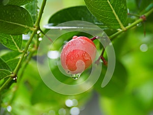 Carissa carandas or karonda are white and red with green leaves. A small fruit in the summer of Thailand