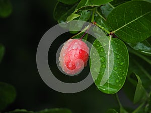 Carissa carandas or karonda are white and red with green leaves. A small fruit in the summer of Thailand