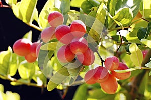 Carissa carandas is a species of flowering shrub in the family Apocynaceae. It produces berry-sized fruits that are commonly used