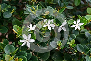 Carissa Grandiflora, boxwood beauty blossom, white flowers with strong scent in tropical garden