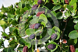 Carissa macrocarpa is evergreen shrub called ornamental plum