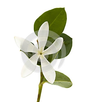 Carissa macrocarpa flower