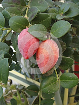 Carissa macrocarpa with fruits