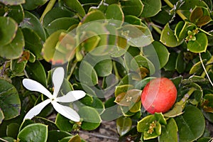 Carissa macrocarpa.Natal plum red edible fruits. White flower