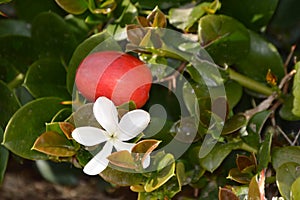 Carissa macrocarpa or Natal plum red edible fruits. White flower