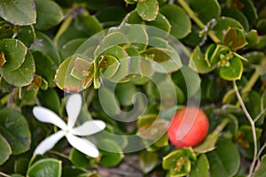 Carissa macrocarpa.Natal plum red edible fruits. White flower. Green leaves