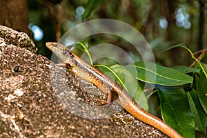 Carlia amax lizard in Fitzroy Island, Queensland, Australia