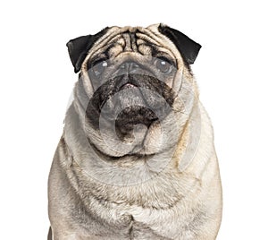 Carlin looking at camera against white background, pug