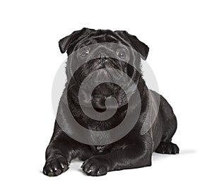 Carlin looking at camera against white background, pug