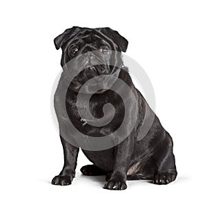 Carlin sitting against white background, pug