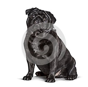 Carlin sitting against white background, pug