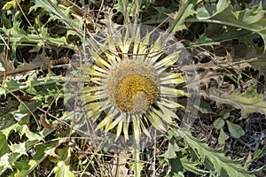 Carlina Acanthifolia flower