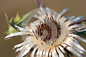 Carlina acaulis