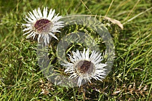 Carlina acaulis blooming in the mountains of Durmitor in Montenegro.