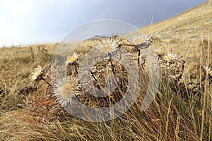 Carlina Acaulis cardus