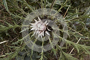 Carlina acaulis plant in bloom