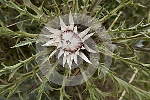 Carlina acaulis plant in bloom