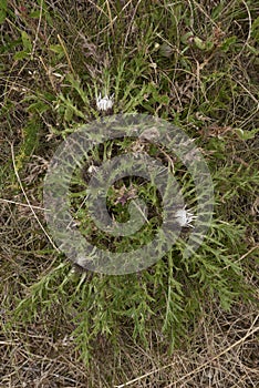 Carlina acaulis plant in bloom