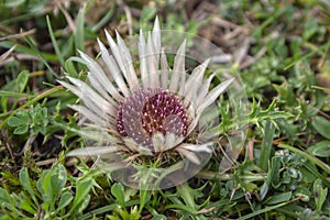 Carlina acaulis white beige flowering mountain meadow plants, wild flowers in bloom, stemless flower