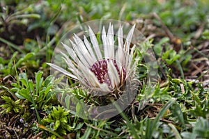 Carlina acaulis white beige flowering mountain meadow plants, wild flowers in bloom, stemless flower