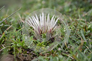 Carlina acaulis white beige flowering mountain meadow plants, wild flowers in bloom, stemless flower