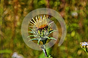 Carlina biebersteinii plant at field at nature