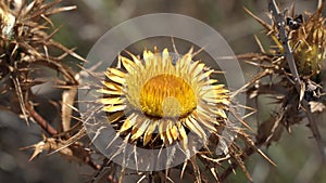 Carlina corymbosa, common name cluster thistle carlin, is a herbaceous perennial plant from the genus Carlina, belonging to the fa