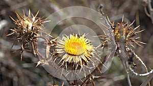 Carlina corymbosa, common name cluster thistle carlin, is a herbaceous perennial plant from the genus Carlina, belonging to the fa