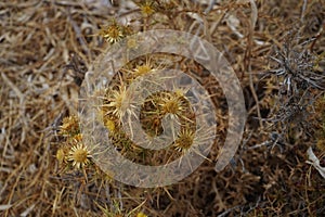 Carlina graeca grows in August in the wild. Rhodes Island, Greece