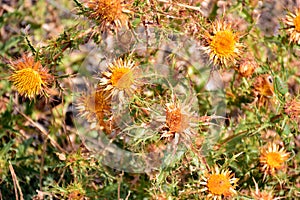 Yellow thistle in late summer photo