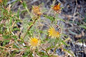 Yellow thistle in late summer photo