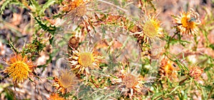 Yellow thistle in late summer photo