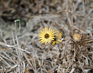 Carlina racemosa Thistle Flower in Spain photo