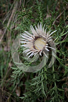 Carline thistle in bloom