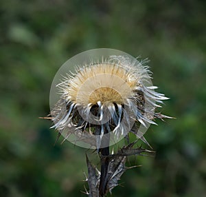 Carline Thistle Flower Head with Seeds