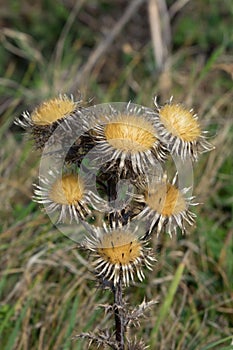 Carline Thistle Flower Seed Heads