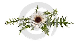 Carline thistle